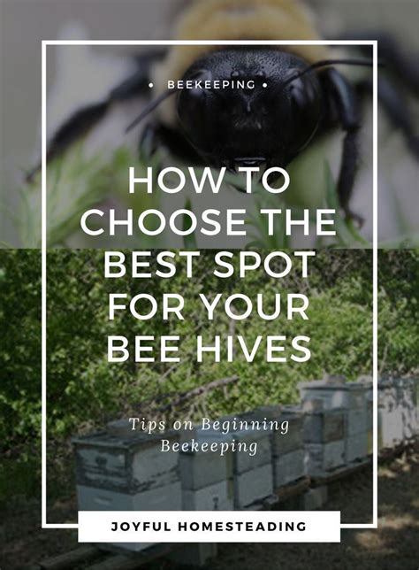 Beekeeping Beginners Will Need To Find The Best Possible Beehive