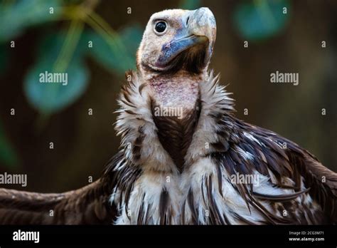 Portrait of a Griffon Vulture (Gyps fulvus). Griffon vultures are ...