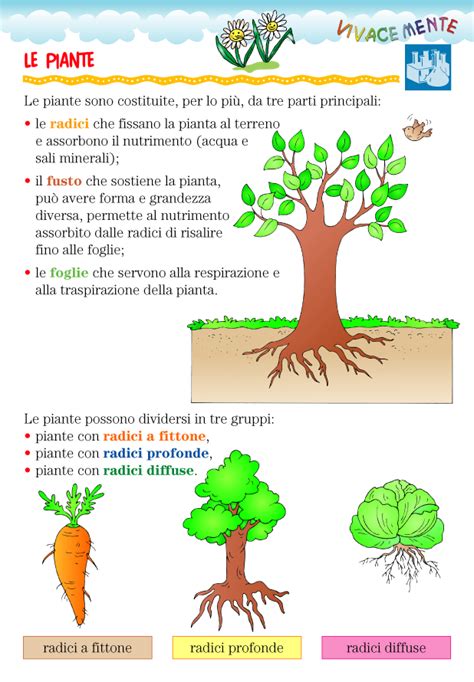 Immagine Correlata Scienza Per Bambini Scienza Radici