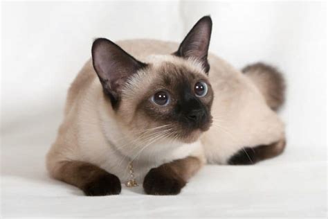 Siamese Cat Personality Traits