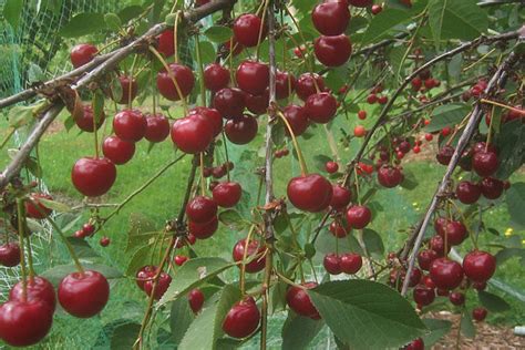 Tart Pie Cherry Trees Cloud Mountain Farm Center Nursery