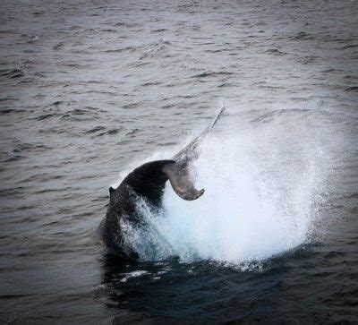 Cape Cod Whale Watching -Have Clothes, Will Travel