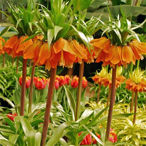 Fritillaria Imperialis Aurora Keizerskroon De Tuinen Van Appeltern