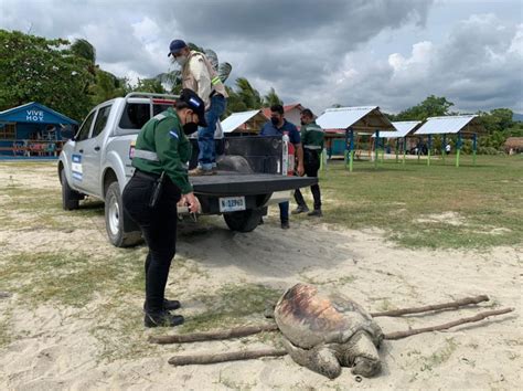 Uno M S Encuentran Tortuga Muerta En Puerto Cort S