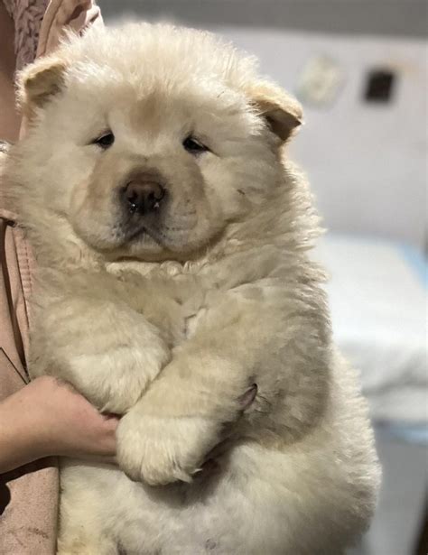 Chow chow suczka gotową do odbioru Kościan OLX pl