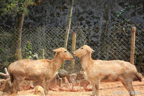 似鹿非鹿、似馬非馬、似驢非驢、似牛非牛的四不象究竟是什麼動物 每日頭條