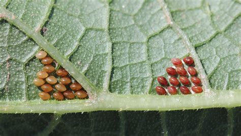 Squash Bugs In Zucchini