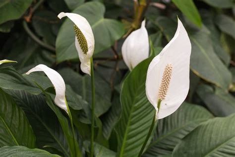 Spathiphyllum Wallisii Facts How To Care And Uses