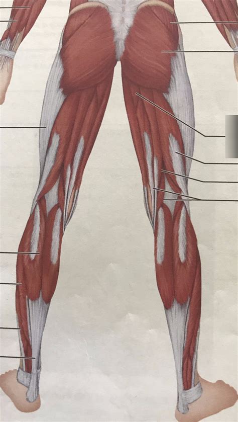 Posterior View Of Superficial Muscles Of The Legs Diagram Quizlet