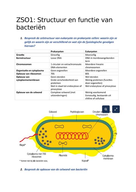 Zso 1 Structuur En Functioneren Van Bacteriën Zso1 Structuur En