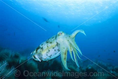 Broadclub Cuttlefish Sepia Latimanus Photo Image