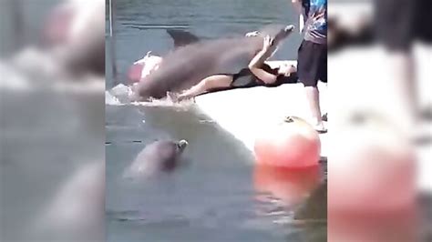 Dolphin Having Sex With Pretty Woman Vids