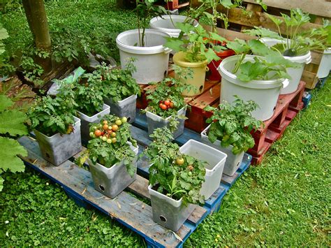 Patio Container Vegetable Garden Ideas