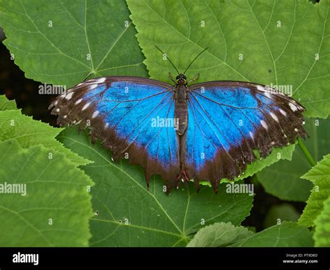 Una Mariposa Morpho Azul Morpho Peleides Con Las Alas Abiertas En Una