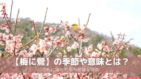 【梅に鶯】の季節や意味とは？花札に描かれる不思議な理由