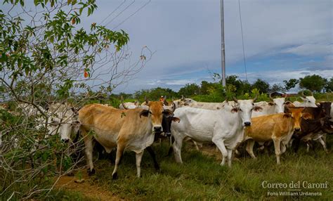 Desde Hace M S De Tres A Os El Sector Agropecuario De Bol Var Exige