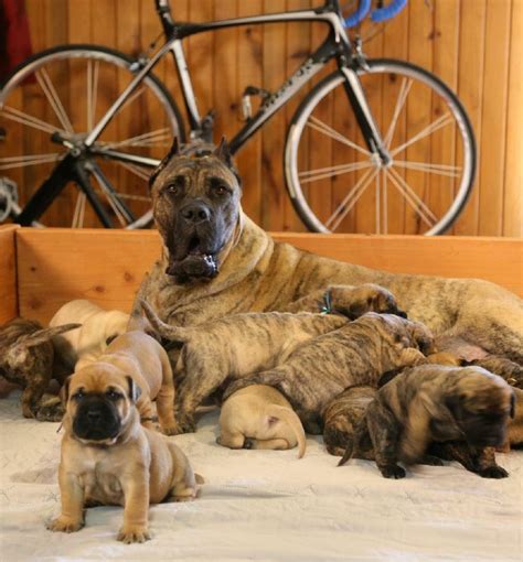 Things You Should Know Before Owning A Presa Canario Puppy