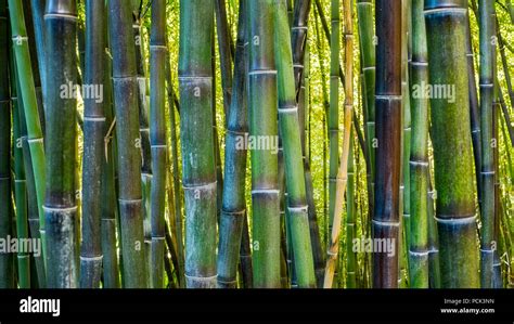 Bamboo Plantation Closeup Stock Photo Alamy