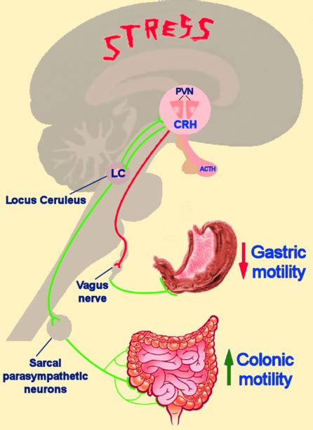 Stress Endocrine Physiology And Pathophysiology Endotext 51 OFF