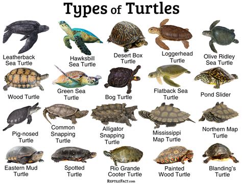 What Kind Of Turtle Types Of Turtles Turtle Kinds Of Turtles