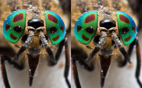 Chrysops Relictus 3d Cross Eye Stereogram Canon Ef 100mm… Flickr