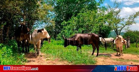 Hoy Tamaulipas Muerto En Tamaulipas Abuelito De 82 Anios Murio