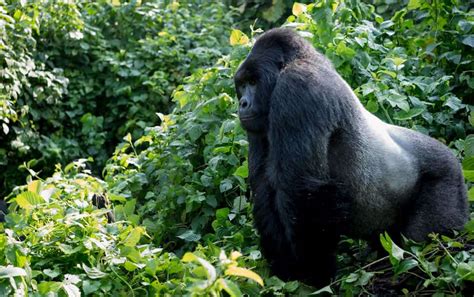 African Gorilla Facts and Tourism Benefits | 4x4 Self Drive Africa