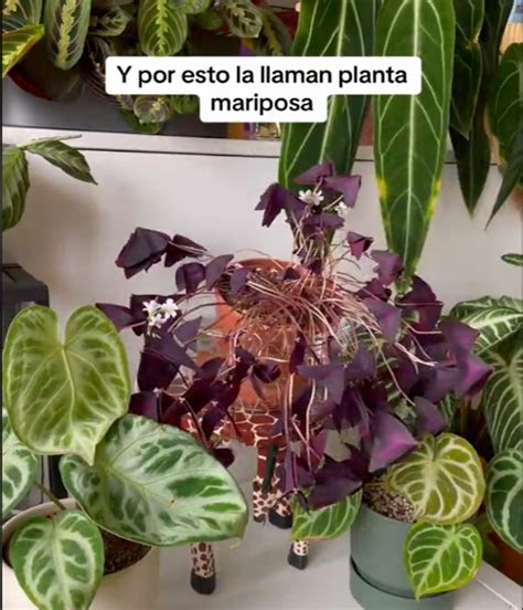 Mariposas En El Jard N C Mo Cultivar Y Disfrutar De La Planta Mariposa