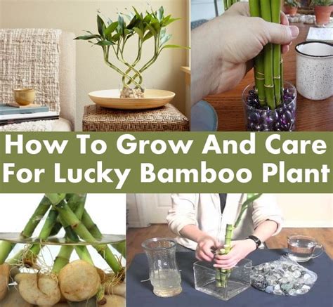 How To Grow And Care For Lucky Bamboo Plant Lucky Bamboo Plants