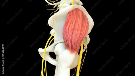 Gluteus Medius Muscle anatomy for medical concept 3D rendering Stock ...