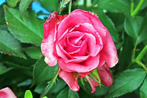 Rose | Rosa de.wikipedia.org/wiki/Rosen de.wikipedia.org/wik… | Flickr