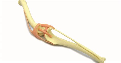 Canine Knee Joint With Ligaments Vetiqo