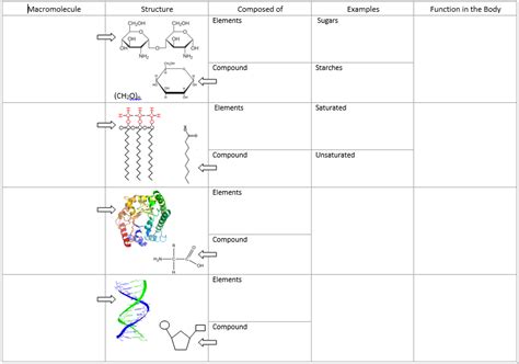 Macromolecules Graphic Organizer Diagram Quizlet