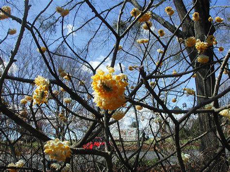 Flowers of Paperbush | Nature Photo Gallery