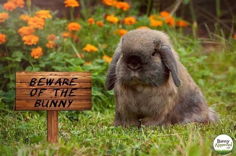 Pin By Rose Lopez On Bunnies Make Life Better Grumpy Bunny Bunny