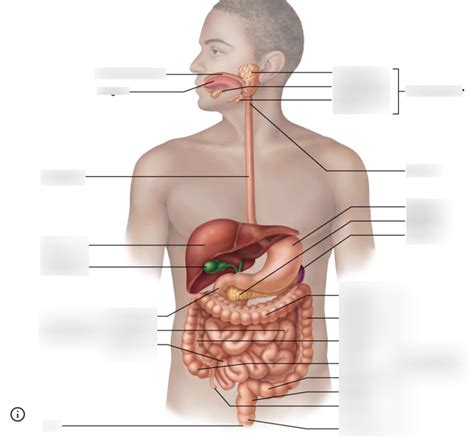 Bio L Quadrants Diagram Quizlet