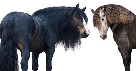 Rare Draft Horse Breeds