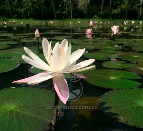 Planta Flor De Loto