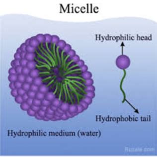 polymeric micelles Dr elsawy Flashcards | Quizlet