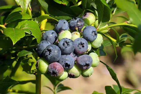 How To Grow Blueberries In Texas A How To Guide More