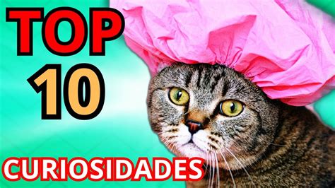 Curiosidades Sobre Los Gatos Que Te Sorprenderan Asombrosamente