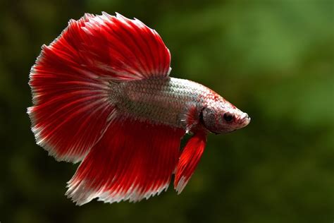 Common Betta Fish Diseases -With Treatments for a Sick Betta | Betta ...