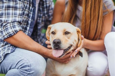 Sintomas De Vermes Em Cachorro Saiba Como Identificar