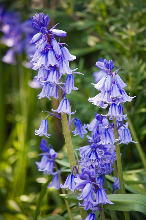 Free Images Nature Meadow Flower Photo Floral Wild Herb Botany