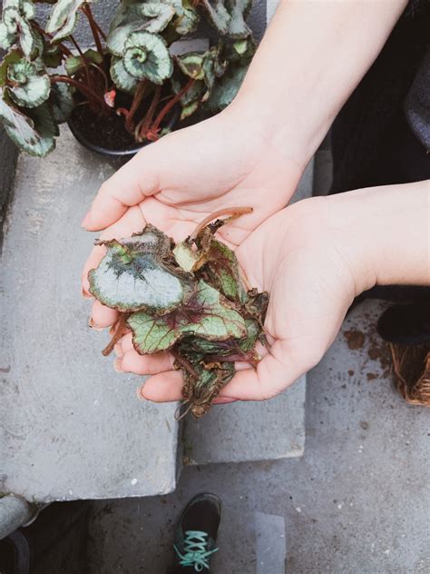 Quatro estações como cuidar das plantas no inverno Blog Selvvva