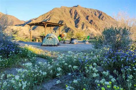 Anza-Borrego Desert Wildflowers Super Bloom 2019 - State Park Guide