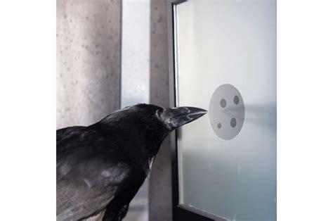 Neurobiologists discover cells in the crow brain that respond to a specific number of items