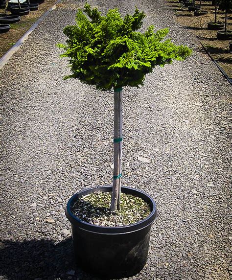 Dwarf Hinoki Cypress Tree | The Tree Center™