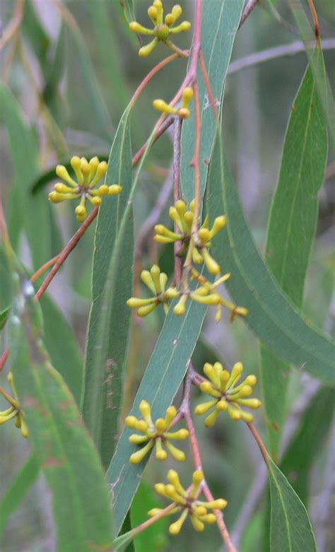 Eucalyptus Viminalis Ssp Viminalis Yarra Ranges Local Plant Directory