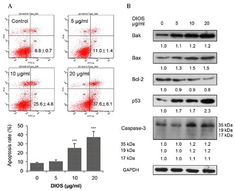 Dios Promotes Apoptosis In Hepg2 Cells Via Activation Of Caspase 3 A